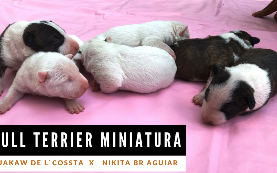 canil em niteroi - Bull terrier miniatura 3 1080x675 - Canil em Niteroi - photo Bull terrier miniatura linda ninhada disponível com excelente pedigree canil em niteroi - Bull terrier miniatura 3 1080x675 - Canil em Niteroi