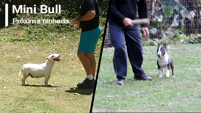 Bull terrier miniatura linda ninhada disponível com excelente pedigree