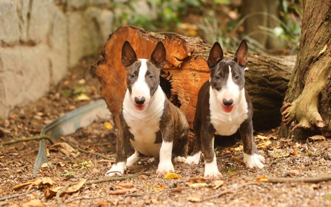 Linda ninhada de Bull terrier miniatura (Minibull) com excelente pedigree nasc. 25/09/19