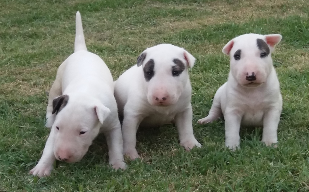 Bull terrier- Nova ninhada disponível com excelente pedigree. Nasc. 26/11/17