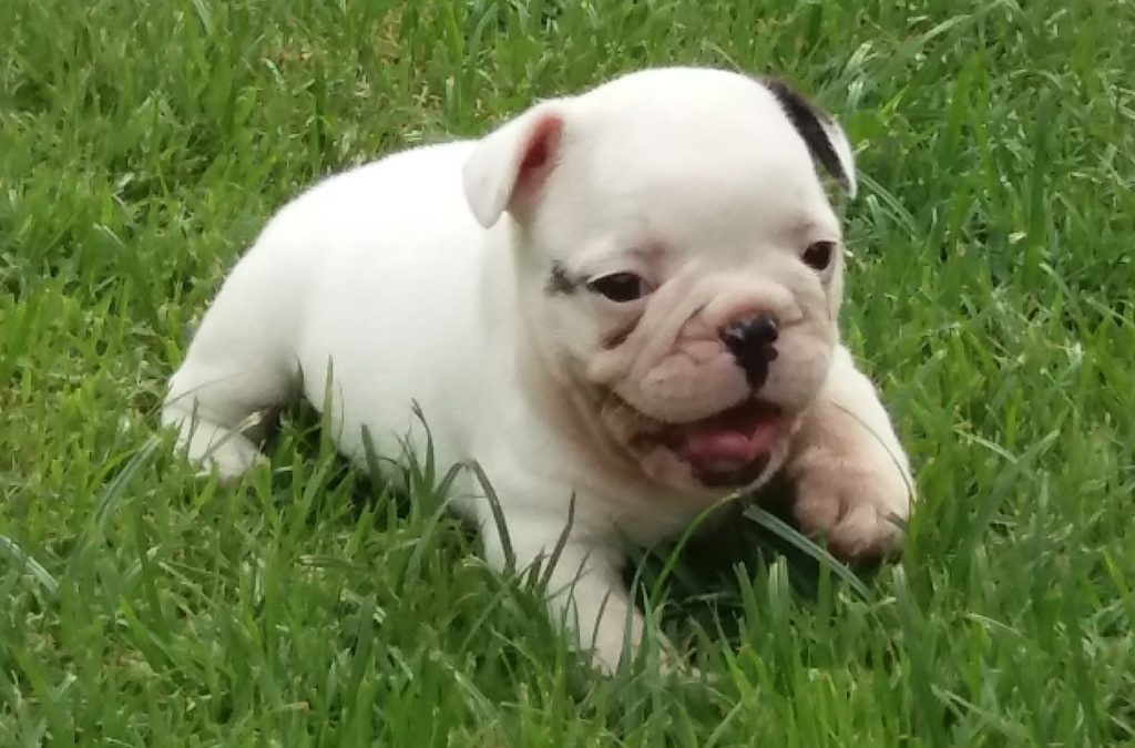 Bulldog Francês – novas ninhadas com lindos filhotes