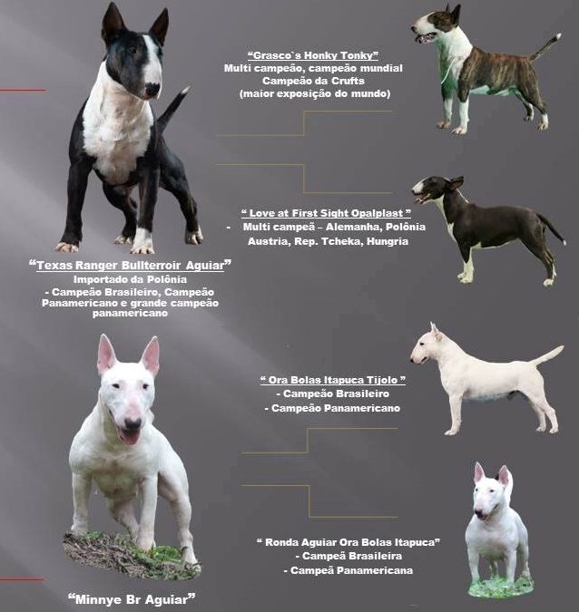 Bull terrier miniatura linda ninhada disponível com excelente pedigree