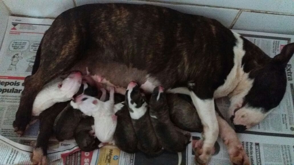 Bull terrier miniatura – nova ninhada com excelente pedigree nascida em 08/05/2018