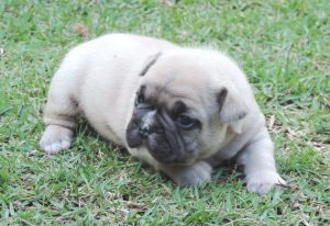 Bulldog Francês - novas ninhadas com lindos filhotes - 1 300x206 - Bulldog Francês – novas ninhadas com lindos filhotes - photo Bulldog Francês - novas ninhadas com lindos filhotes - 1 300x206 - Bulldog Francês – novas ninhadas com lindos filhotes