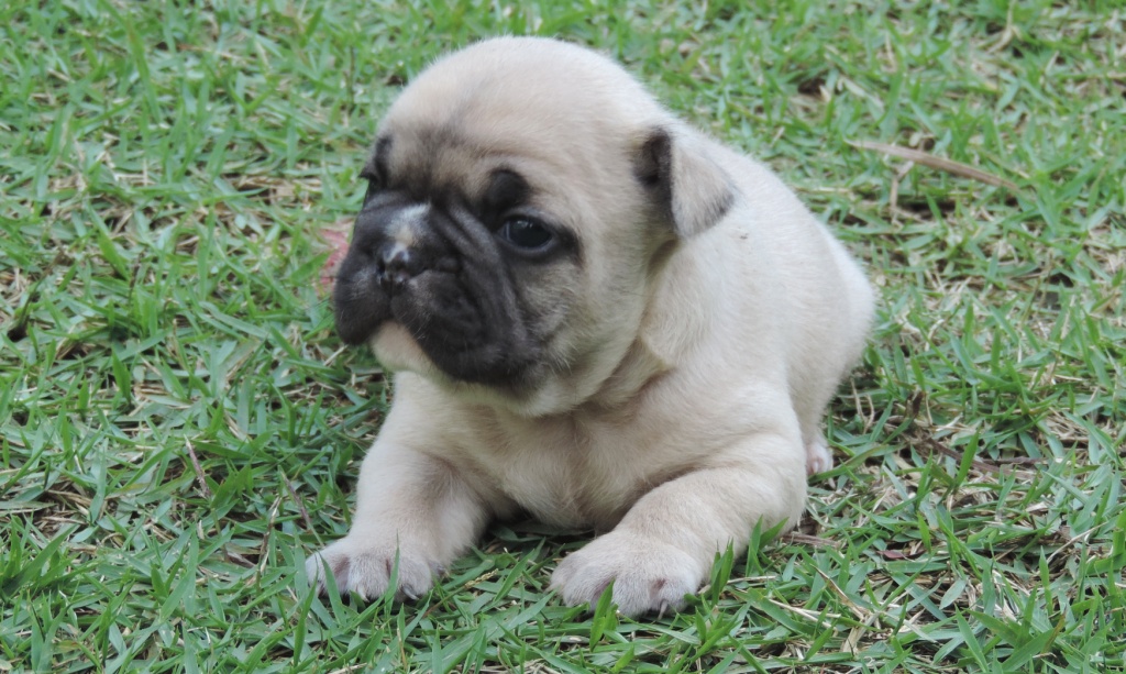Bulldog Francês – novas ninhadas com lindos filhotes