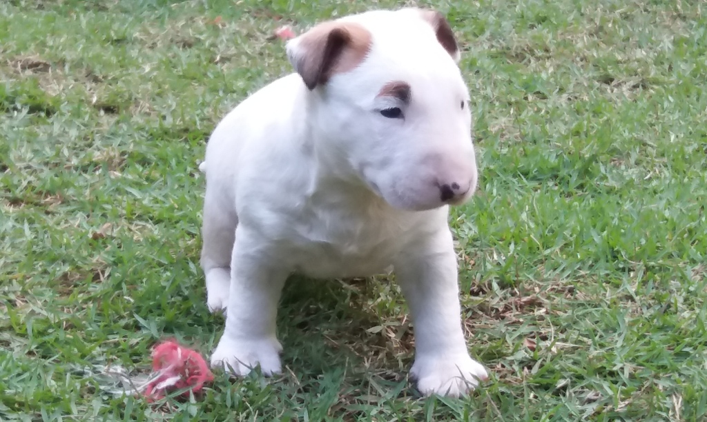 canil em niteroi - 20180829 160156 - Canil em Niteroi - photo Bull terrier novas ninhadas disponíveis canil em niteroi - 20180829 160156 - Canil em Niteroi