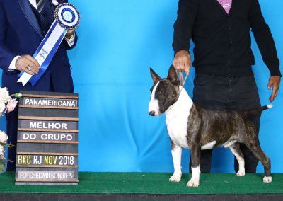 bull terrier miniatura - 1aREIS1914 C  pia 400x284 - Bull Terrier Miniatura em Niterói