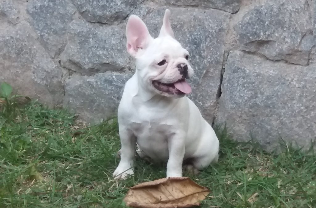 canil em niteroi - 20190625 154209 1024x675 - Canil em Niteroi - photo Bulldog Francês novas ninhadas disponíveis canil em niteroi - 20190625 154209 1024x675 - Canil em Niteroi