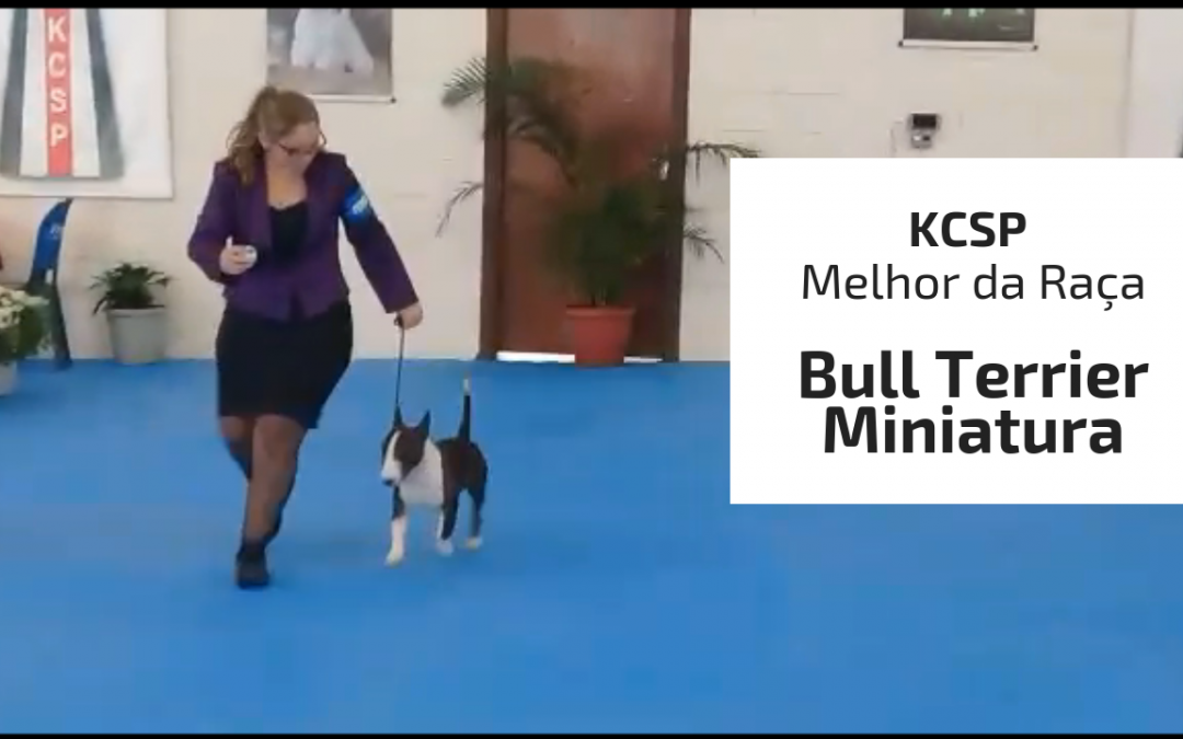 Nosso Joaquin (Bull Terrier Miniatura) brilhou mais uma vez na exposiçao do KCSP em 16/03/2019
