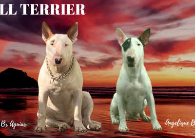 filhotes de bull terrier niterói - BULL TERRIER 2 400x284 - Filhotes de Bull Terrier Niterói