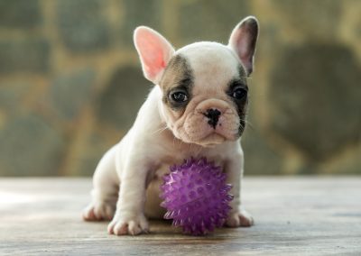 filhotes de bulldog francês em niterói - F  mea 1 - Filhotes de Bulldog Francês em Niterói RJ