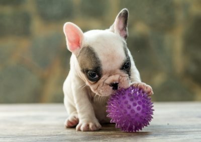 filhotes de bulldog francês em niterói - F  mea 1 - Filhotes de Bulldog Francês em Niterói RJ