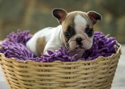 filhotes de bulldog francês em niterói - F  mea 2 - Filhotes de Bulldog Francês em Niterói RJ