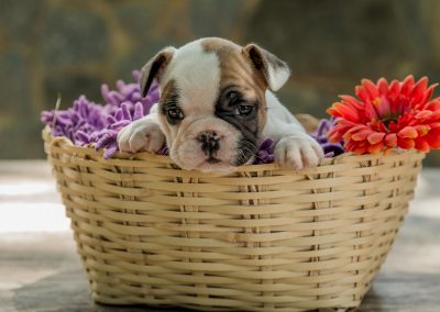 filhotes de bulldog francês em niterói - F  mea 3 - Filhotes de Bulldog Francês em Niterói RJ