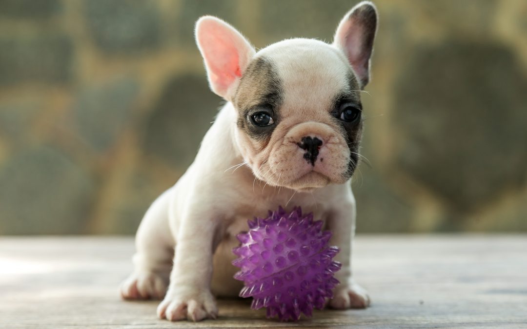 Bulldog Francês – nova ninhada nascida em 02/12/2019, machos e fêmeas disponíveis.