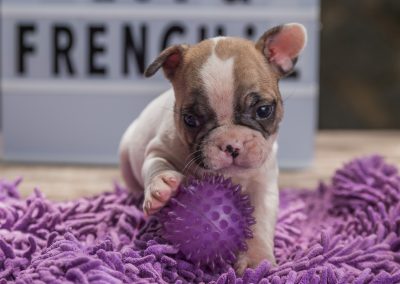 filhotes de bulldog francês em niterói - Macho 2 - Filhotes de Bulldog Francês em Niterói RJ