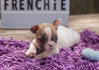 filhotes de bulldog francês em niterói - Macho 2 - Filhotes de Bulldog Francês em Niterói RJ