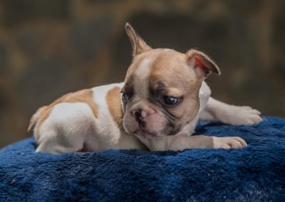 filhotes de bulldog francês em niterói - Macho 3 - Filhotes de Bulldog Francês em Niterói RJ