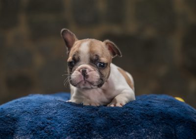 filhotes de bulldog francês em niterói - Macho 3 - Filhotes de Bulldog Francês em Niterói RJ