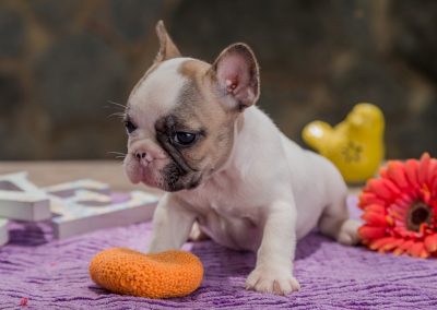 filhotes de bulldog francês em niterói - Macho 4 - Filhotes de Bulldog Francês em Niterói RJ