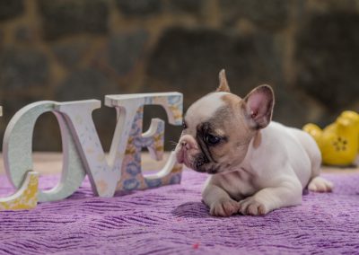 filhotes de bulldog francês em niterói - Macho 4 - Filhotes de Bulldog Francês em Niterói RJ