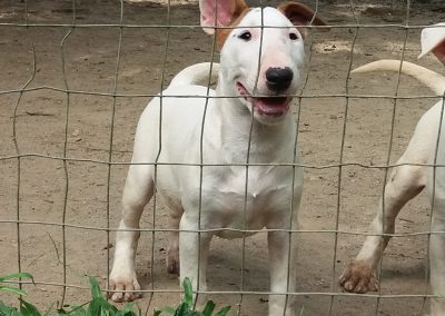 filhotes de bull terrier niterói - Standard f  mea 2 400x284 - Filhotes de Bull Terrier Niterói