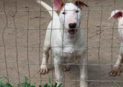 filhotes de bull terrier niterói - Standard f  mea 400x284 - Filhotes de Bull Terrier Niterói