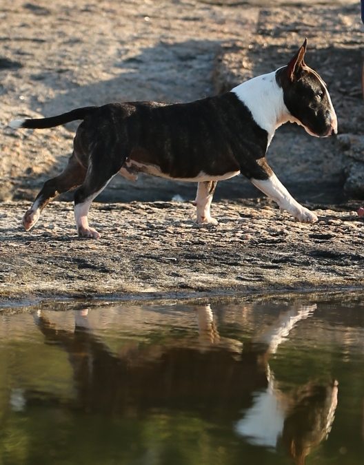 Bull Terrier Miniatura (Mini Bull) – Ninhada nascida em 20/07/2023