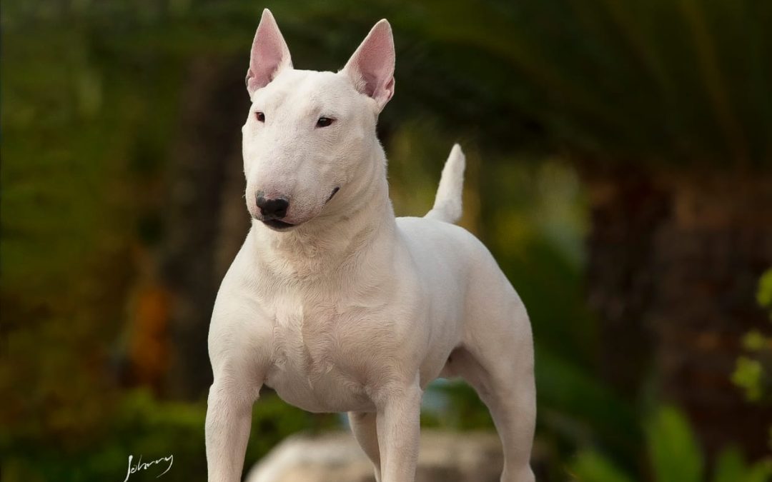 Bull Terrier Miniatura (Mini Bull) – Próxima ninhada prevista para nascer 20/04/2025
