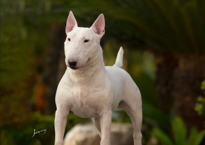 bull terrier miniatura - Macha 400x284 - Bull Terrier Miniatura em Niterói